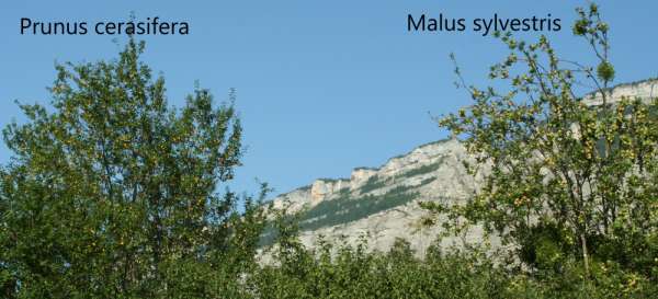 fructibus